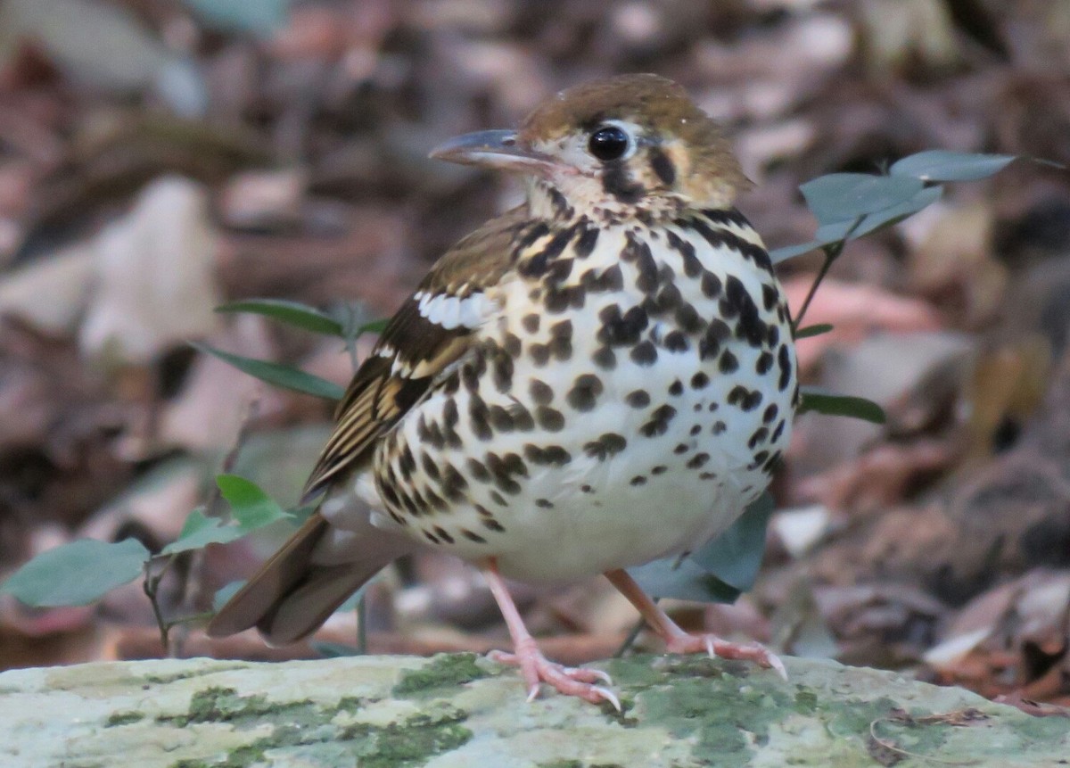 Spotted Ground-Thrush (Spotted) - Brad Arthur