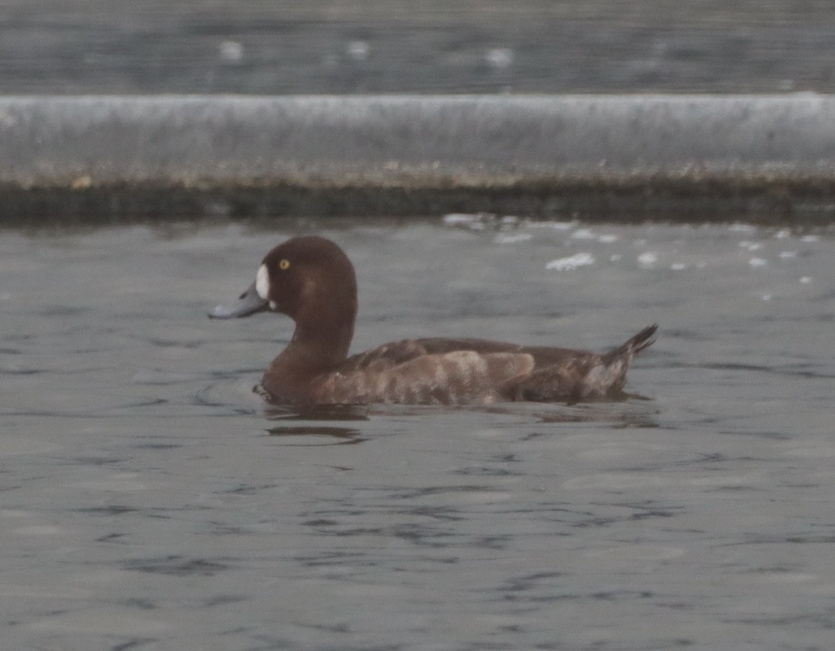 Greater Scaup - ML613616550