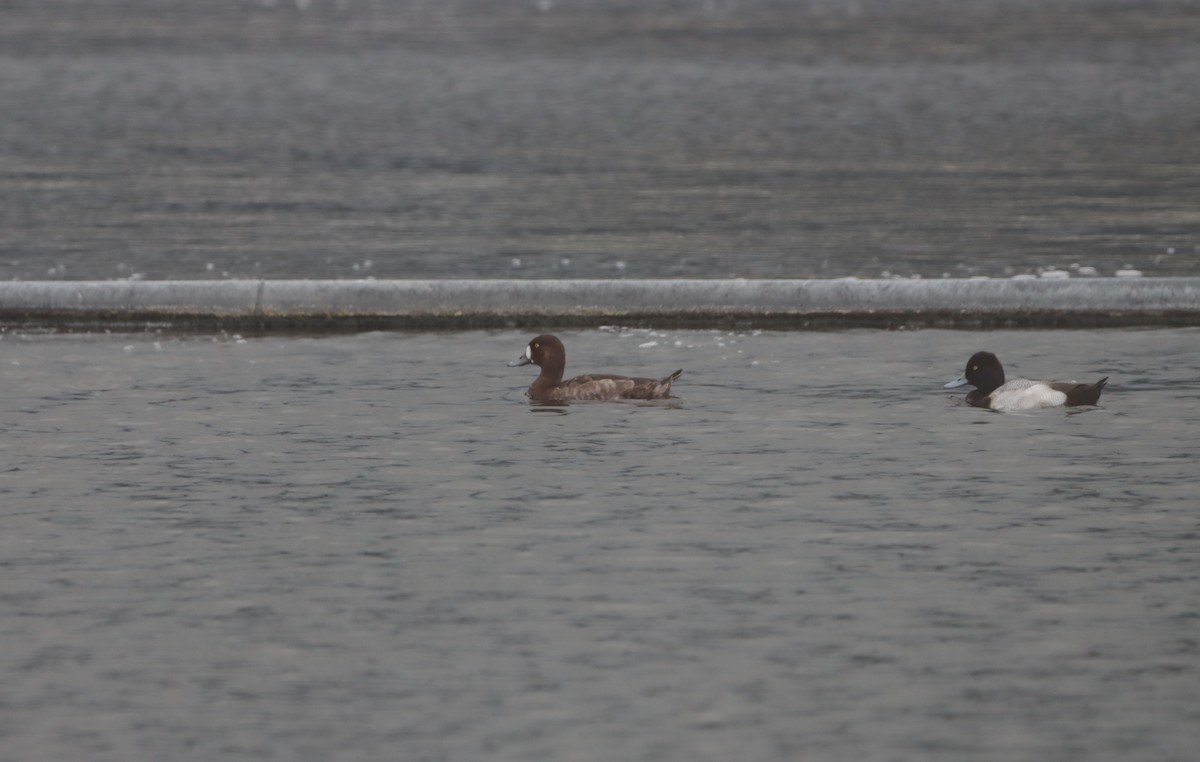 Greater Scaup - ML613616552