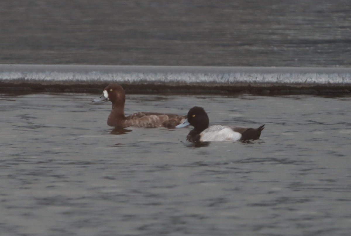 Greater Scaup - ML613616556