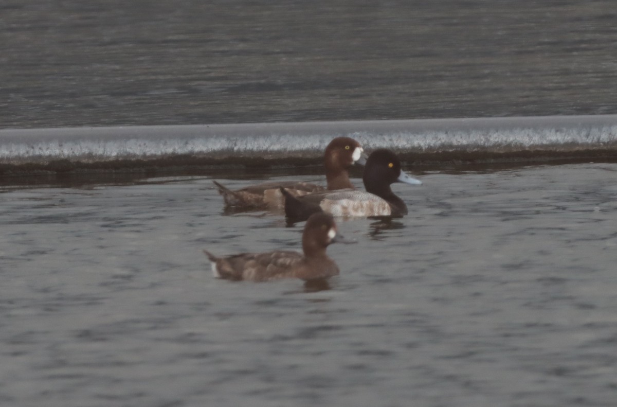 Greater Scaup - ML613616559