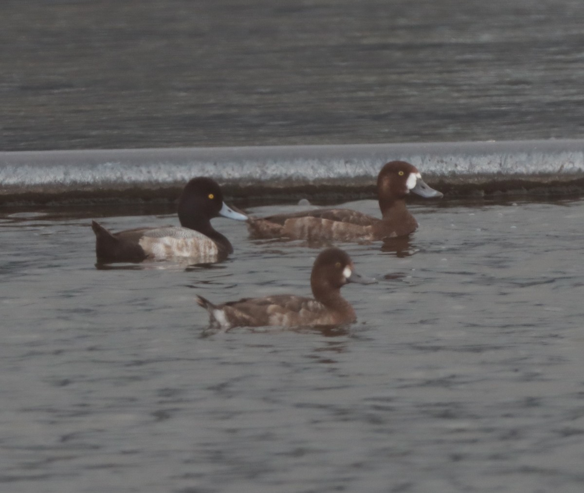 Greater Scaup - ML613616560