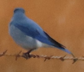 Mountain Bluebird - ML613616672