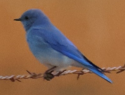Mountain Bluebird - ML613616674