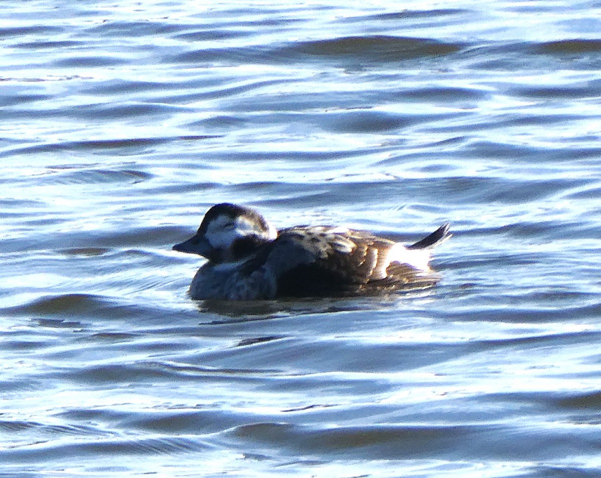 Long-tailed Duck - ML613616694