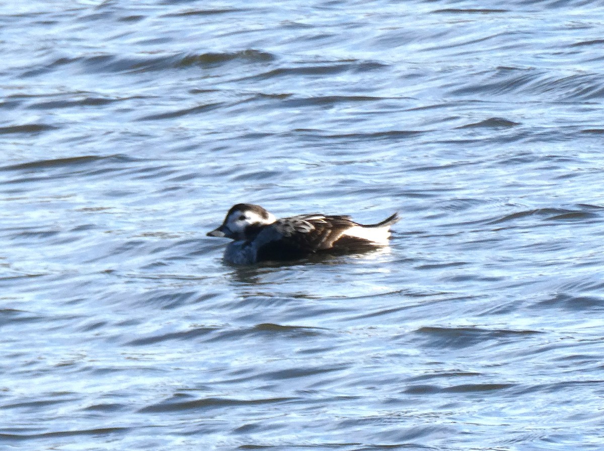 Long-tailed Duck - ML613616698