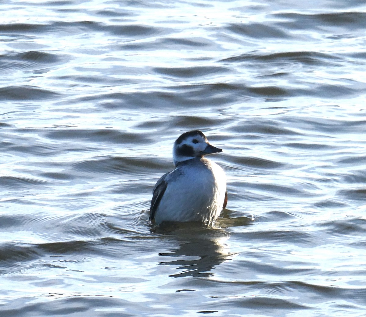 Long-tailed Duck - ML613616701