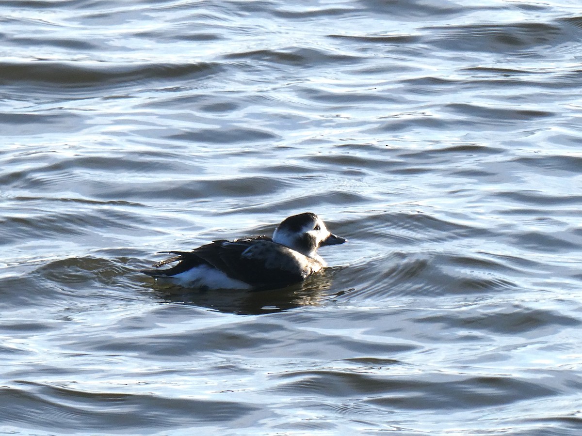 Long-tailed Duck - ML613616703