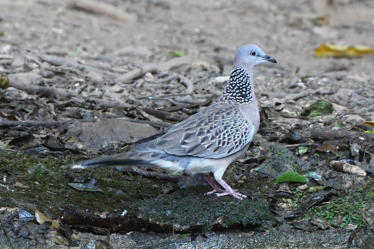 Spotted Dove (Eastern) - ML613616714