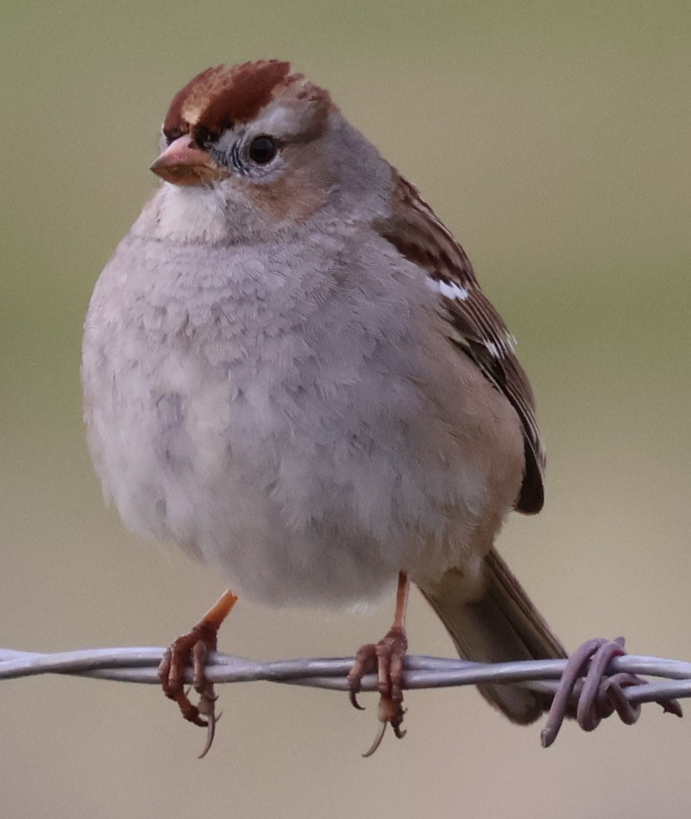White-crowned Sparrow - ML613616808