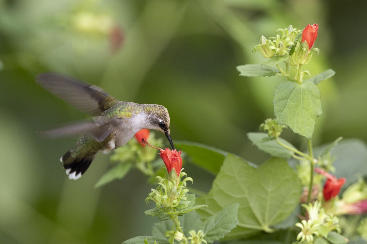 Ruby-throated Hummingbird - ML613617230