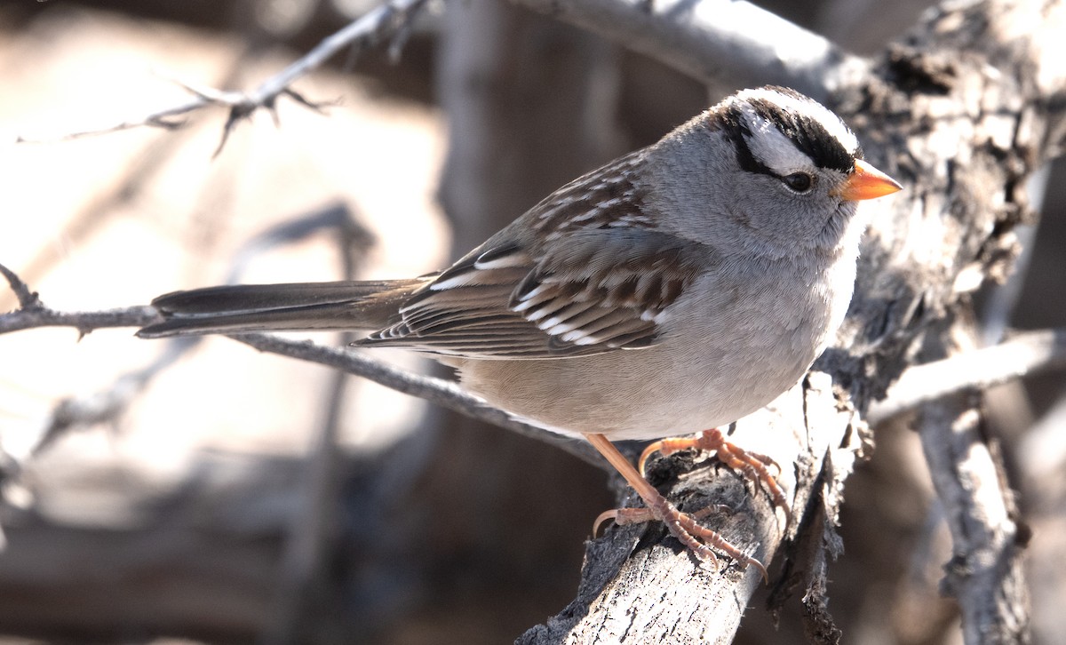 White-crowned Sparrow - ML613617455