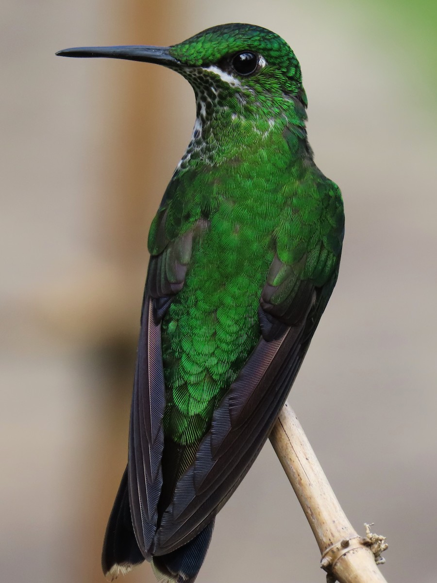 Green-crowned Brilliant - ML613617483