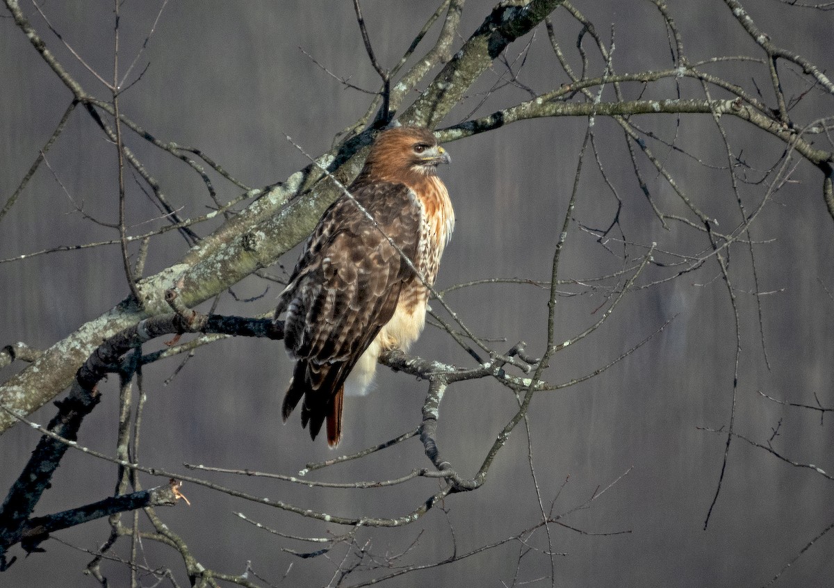 Red-tailed Hawk - James R. Hill, III