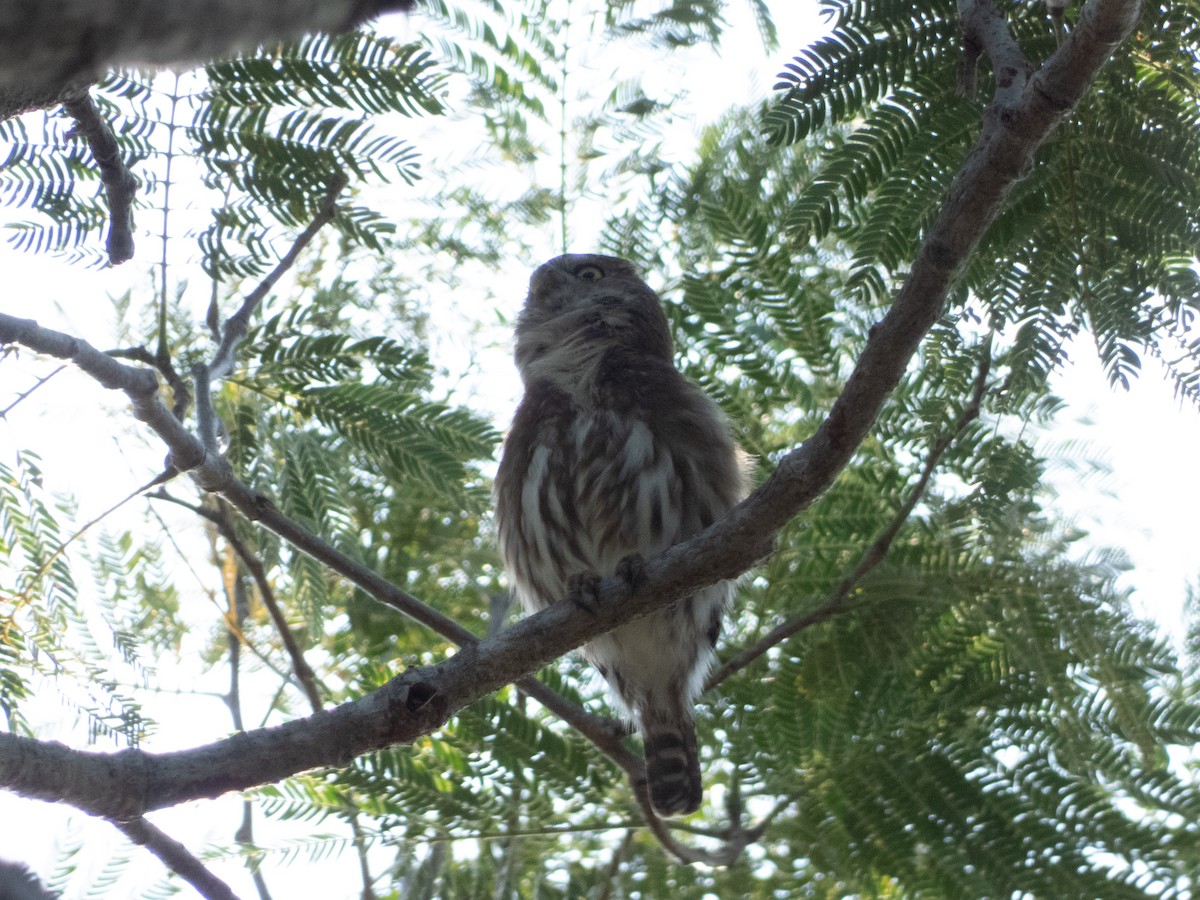 Ferruginous Pygmy-Owl - ML613617887