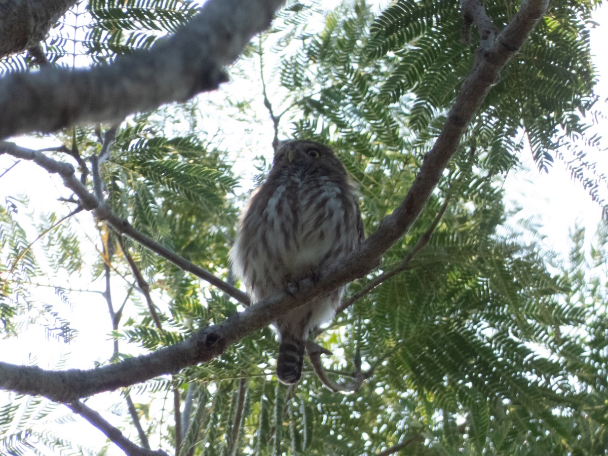 Ferruginous Pygmy-Owl - ML613617888