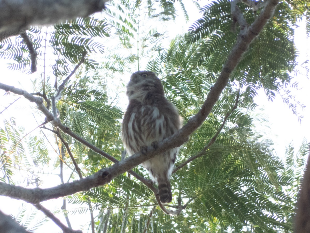 Ferruginous Pygmy-Owl - ML613617889