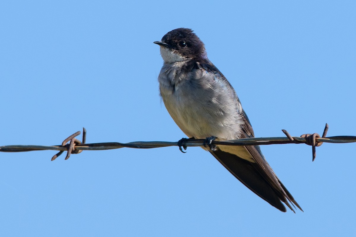 Pearl-breasted Swallow - Moishie Hersko