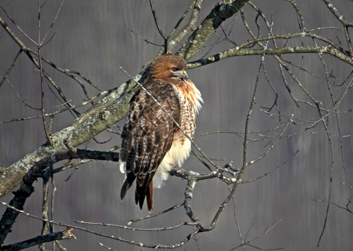Red-tailed Hawk - ML613617946