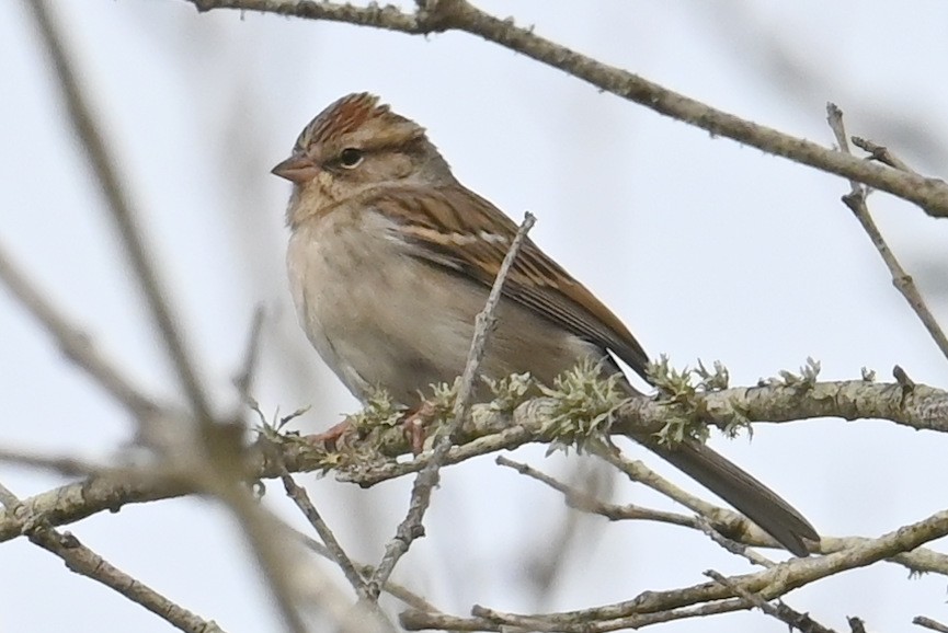 Chipping Sparrow - ML613618086