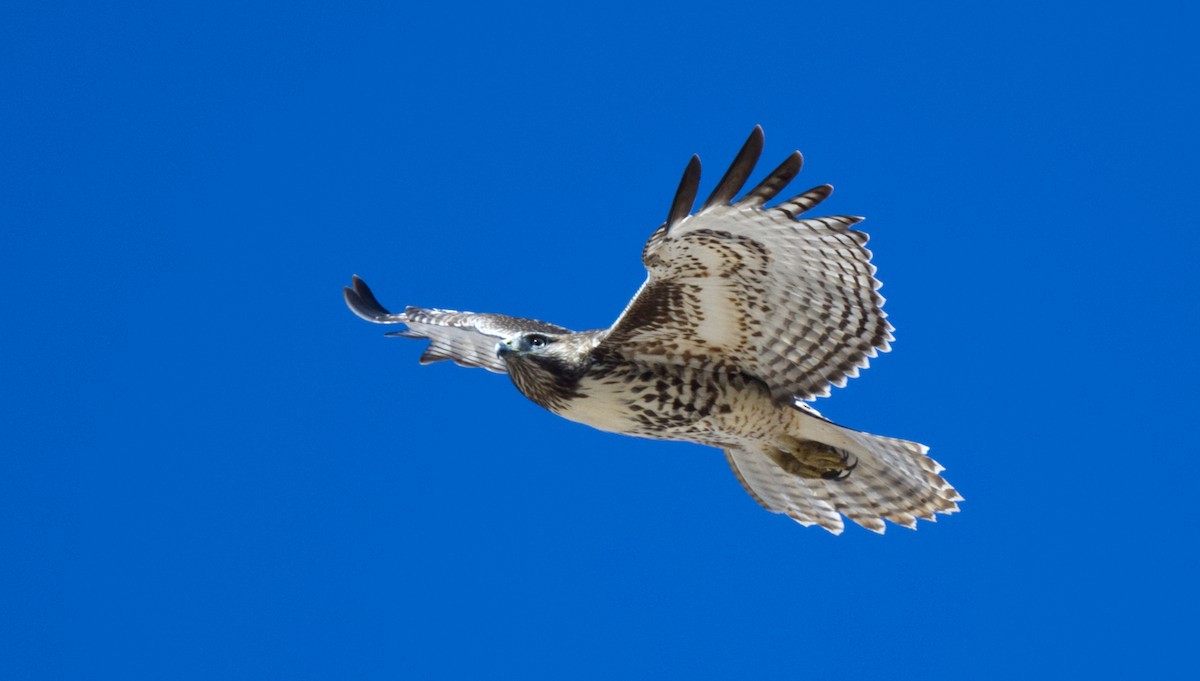 Red-tailed Hawk - ML613618141