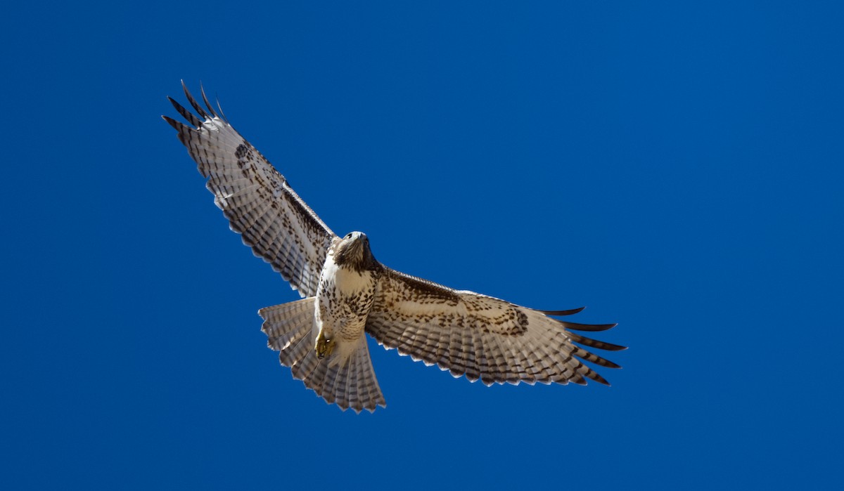 Red-tailed Hawk - ML613618142