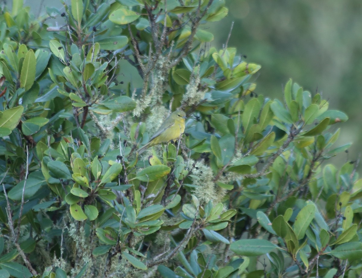 Orange-crowned Warbler (sordida) - ML613618490