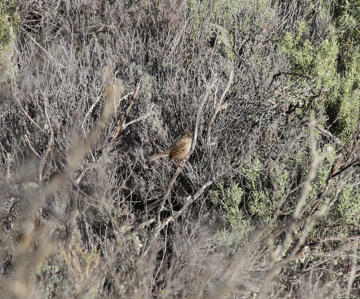 Golden-crowned Sparrow - ML613618525