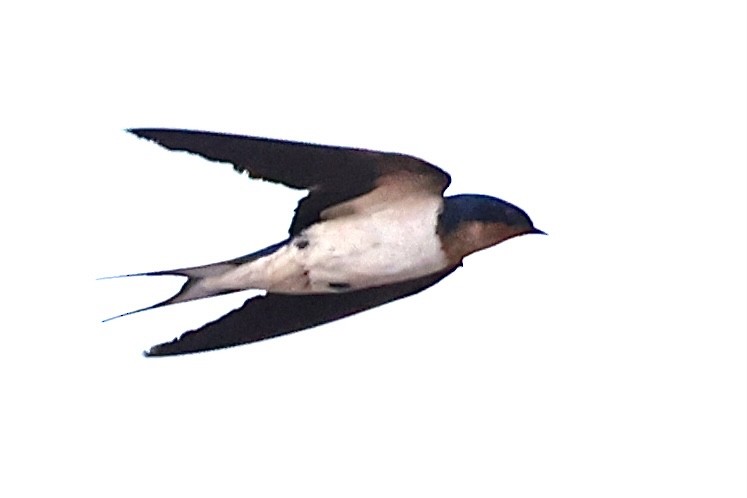 Red-chested Swallow - Raphaël JORDAN