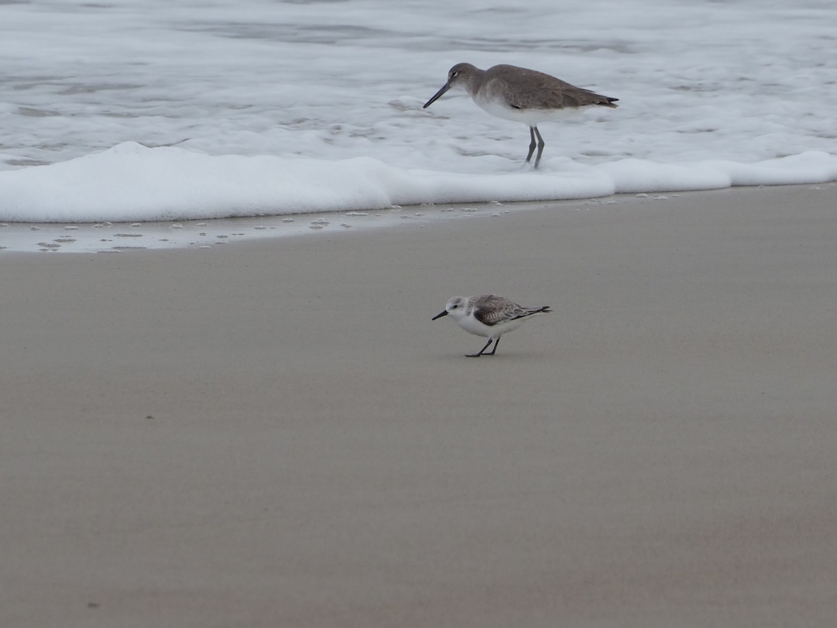 EBird Checklist 16 Jan 2024 Amelia Island Shipwatch 15 Species   1200