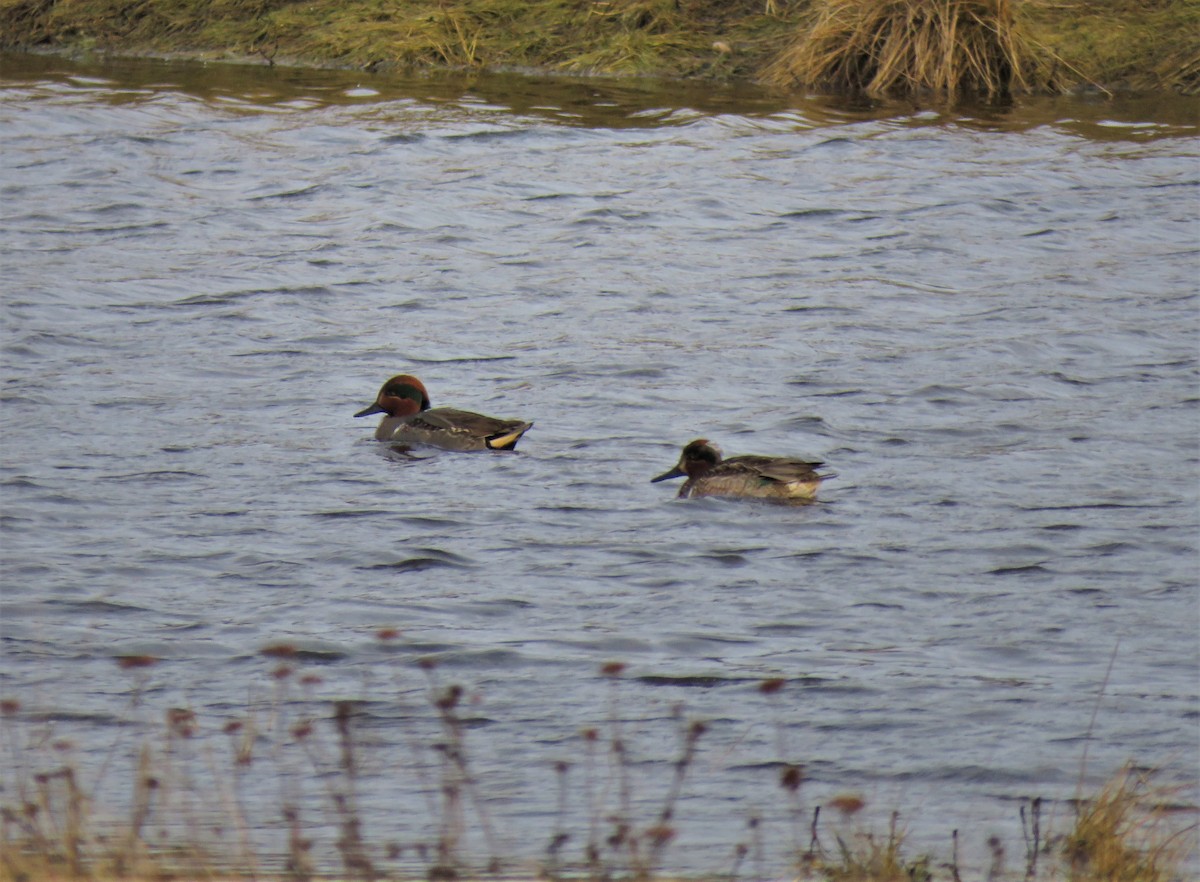 Green-winged Teal - ML613618942