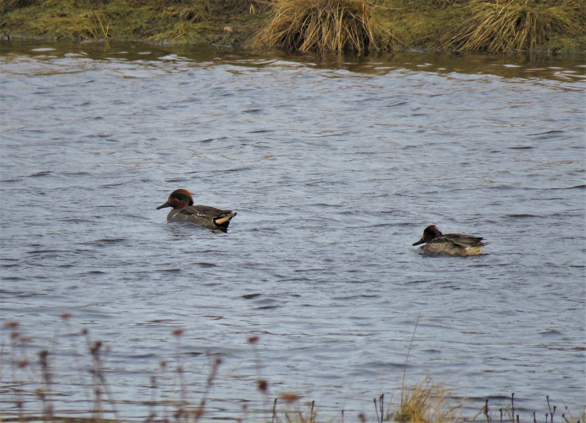 Green-winged Teal - ML613618943