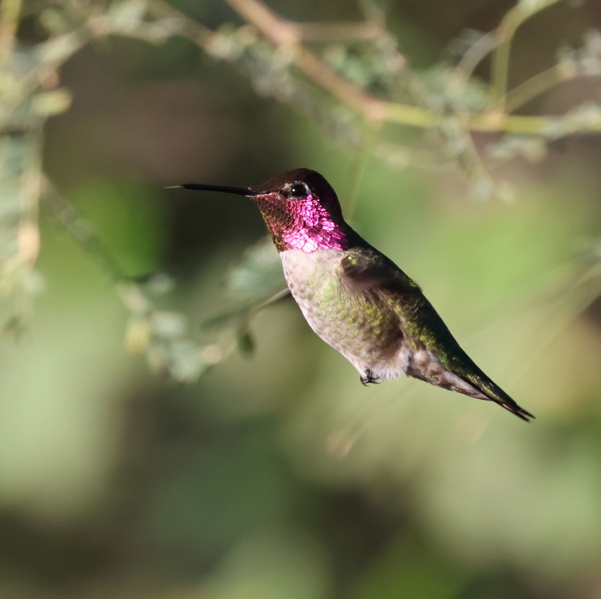 Anna's Hummingbird - ML613619057