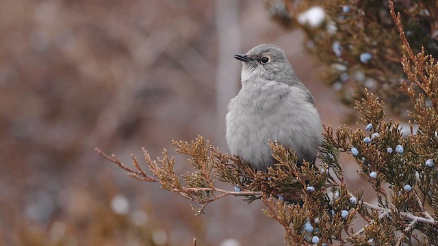 Townsend's Solitaire - ML613619276