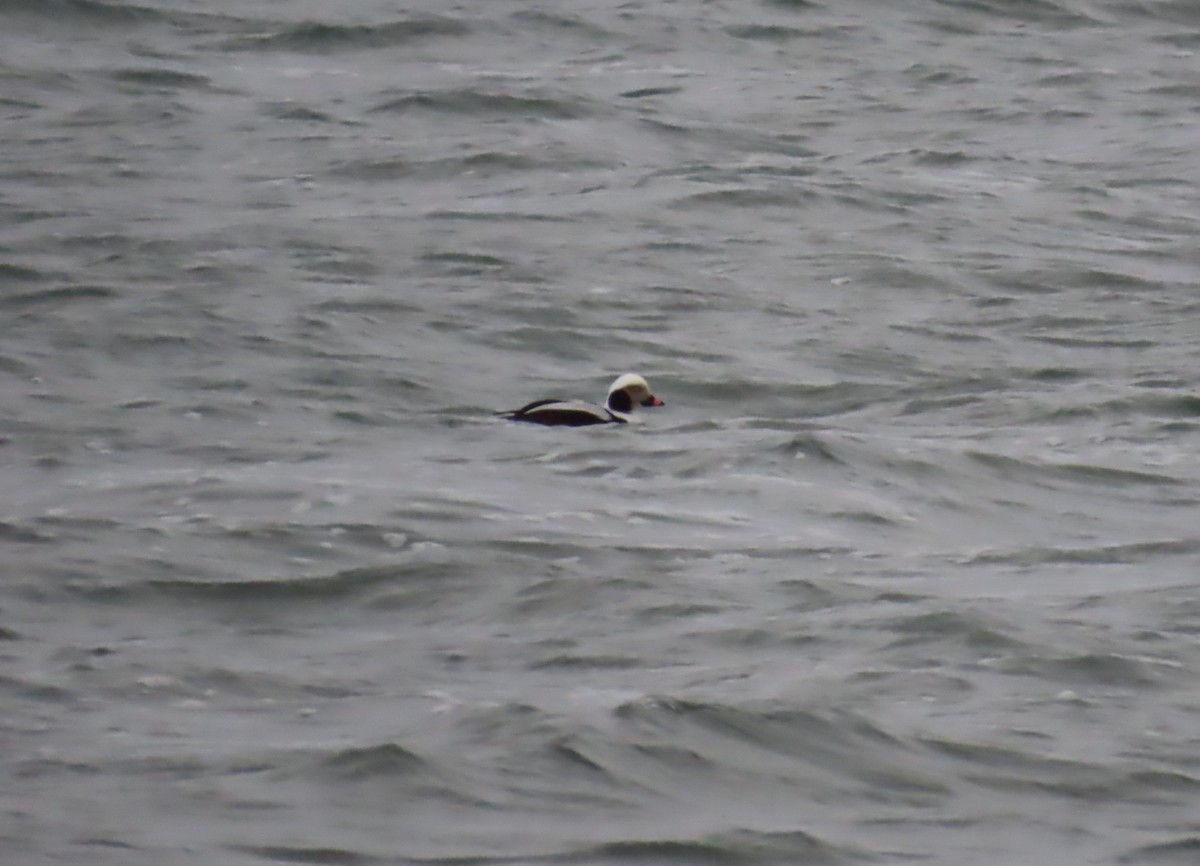 Long-tailed Duck - ML613619340
