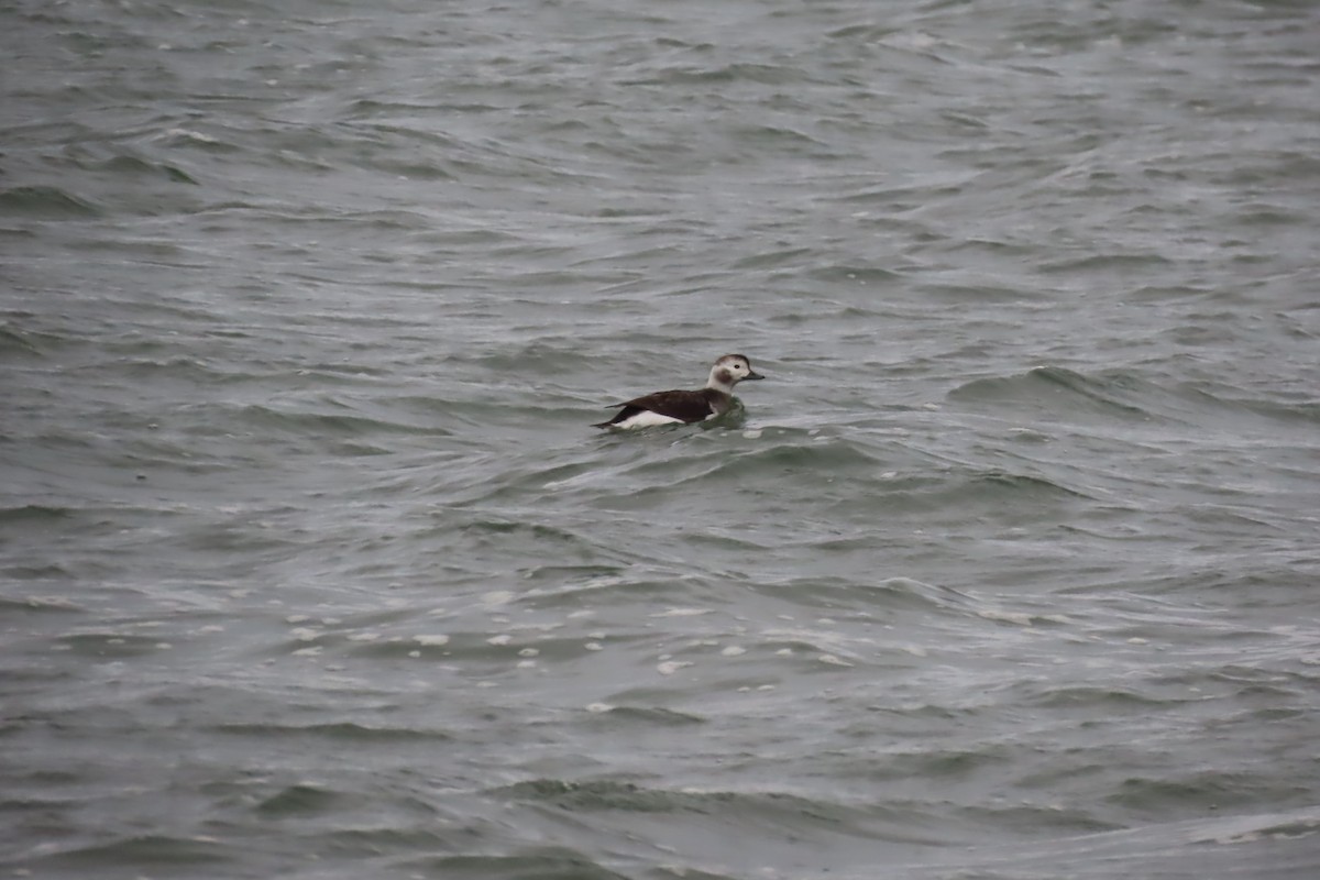 Long-tailed Duck - ML613619344