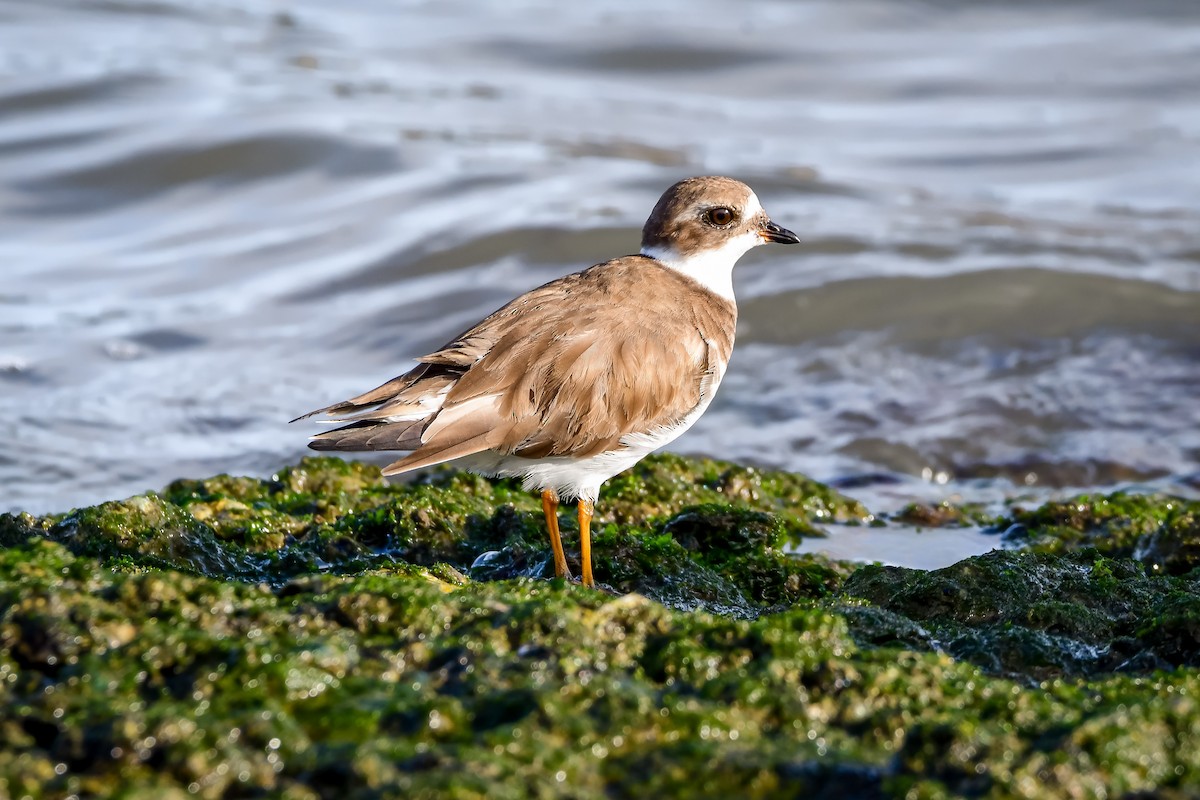 Semipalmated Plover - ML613619461