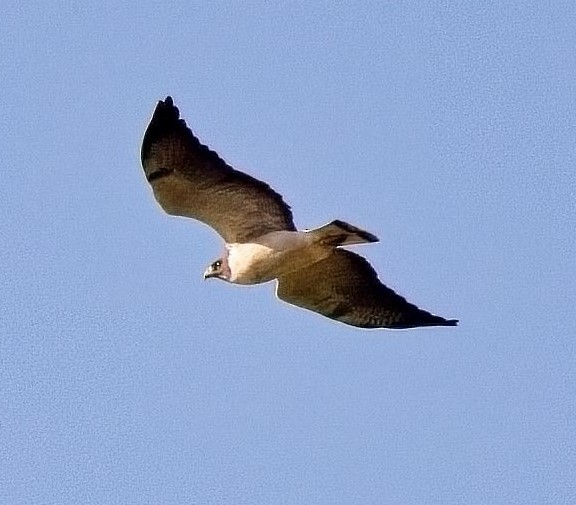 White-tailed Hawk - ML613619647