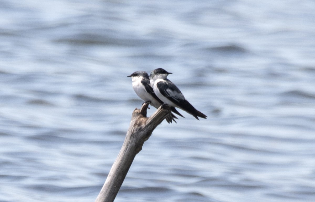 White-winged Swallow - ML613619840