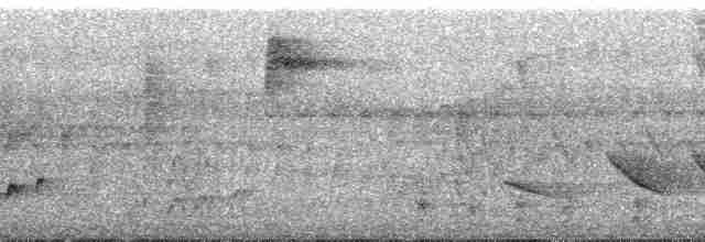Olivgrau-Ameisenvogel - ML61362
