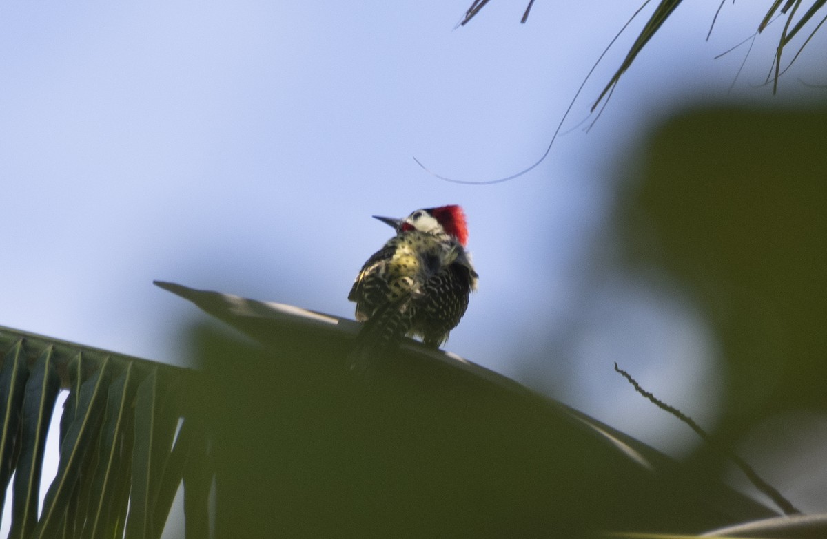 Green-barred Woodpecker - ML613620260