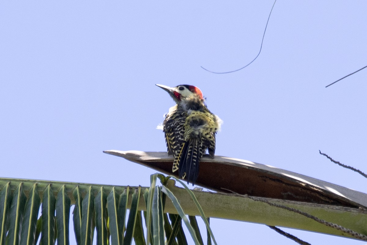 Green-barred Woodpecker - ML613620261