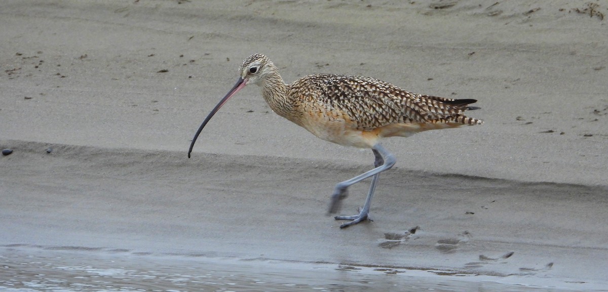 Long-billed Curlew - ML613620380