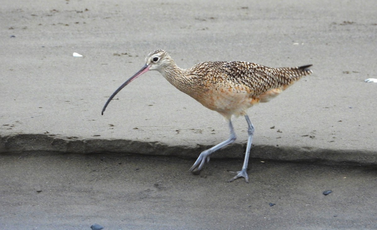 Long-billed Curlew - ML613620381