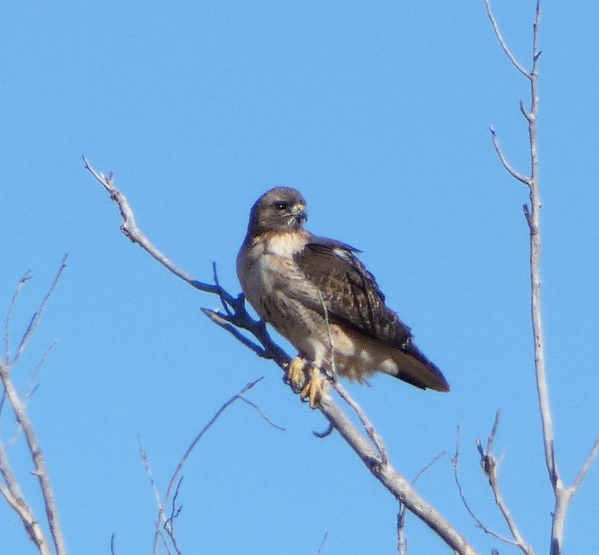 Red-tailed Hawk - ML613620845