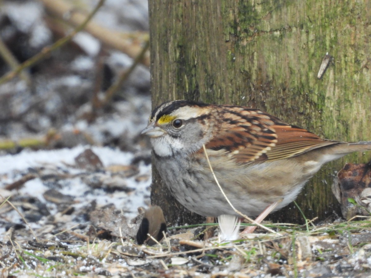 White-throated Sparrow - ML613620848