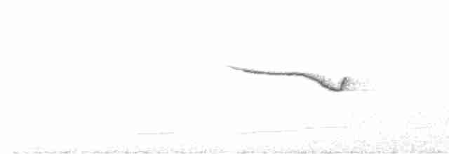 Band-winged Nightjar - ML613621347