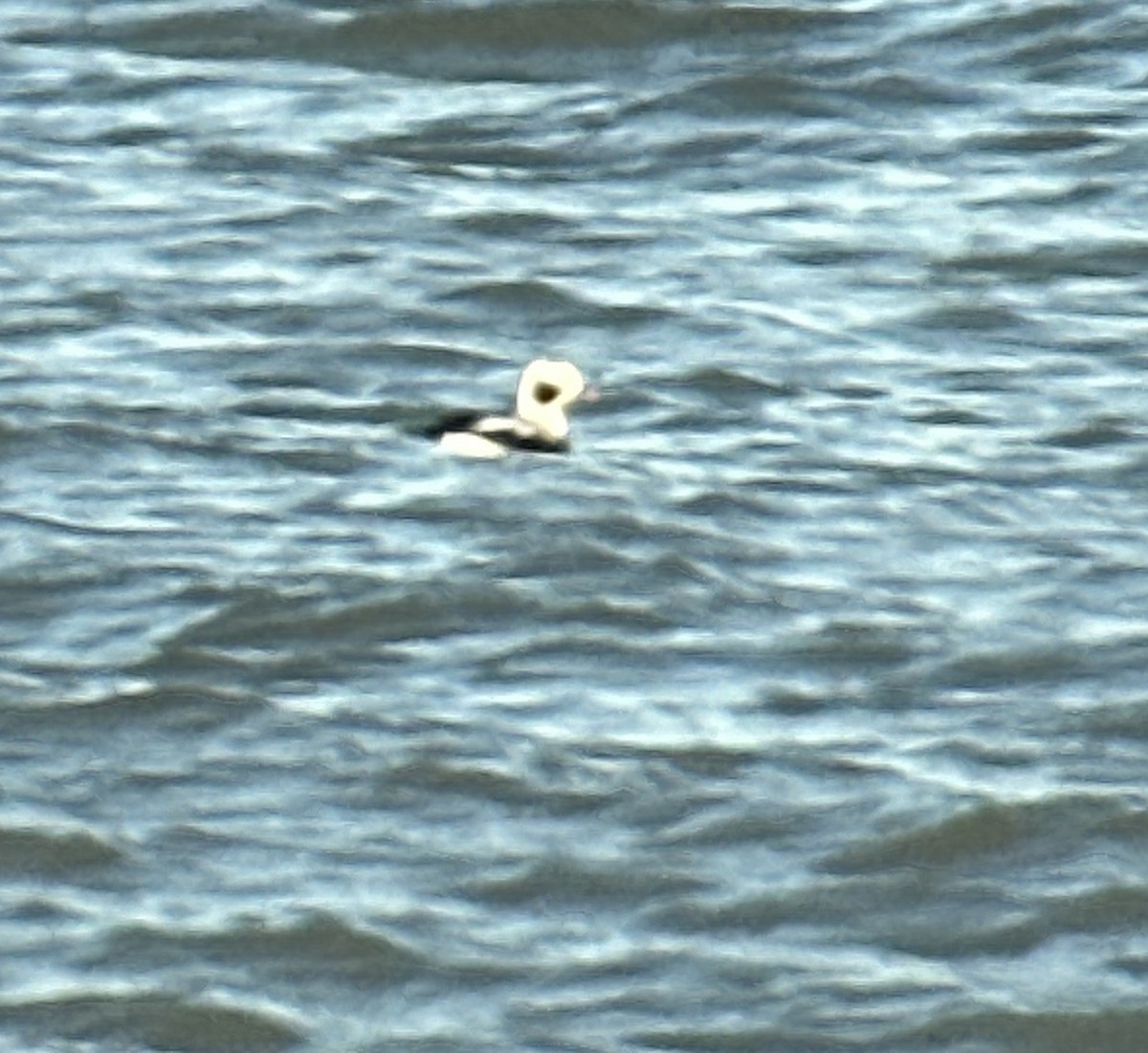 Long-tailed Duck - ML613621839