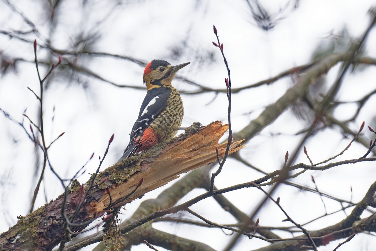 Darjeeling Woodpecker - ML613622102