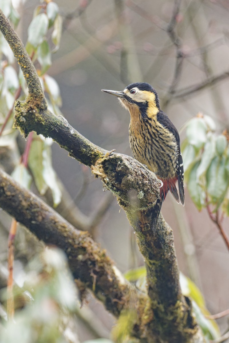 Darjeeling Woodpecker - Vincent Wang